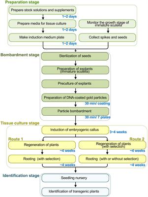 An established protocol for generating transgenic wheat for wheat functional genomics via particle bombardment